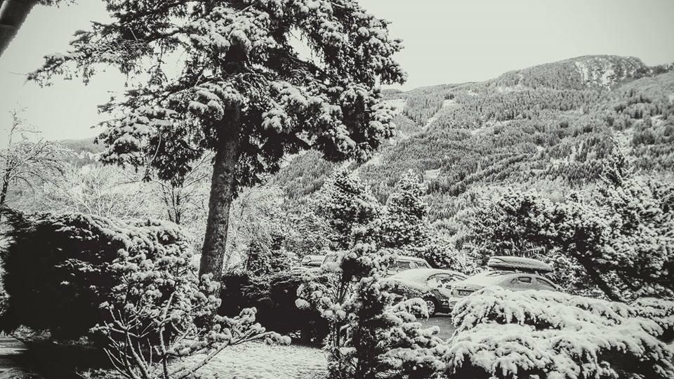 Hotel Regina Delle Dolomiti Panchià Esterno foto